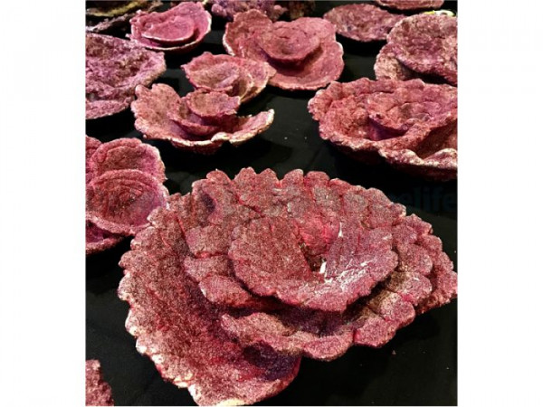 Real Reef Rock Plate Corals (10 Stk.)